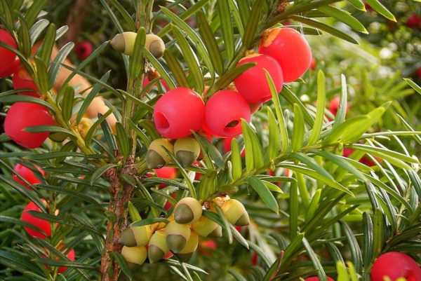 Taxus