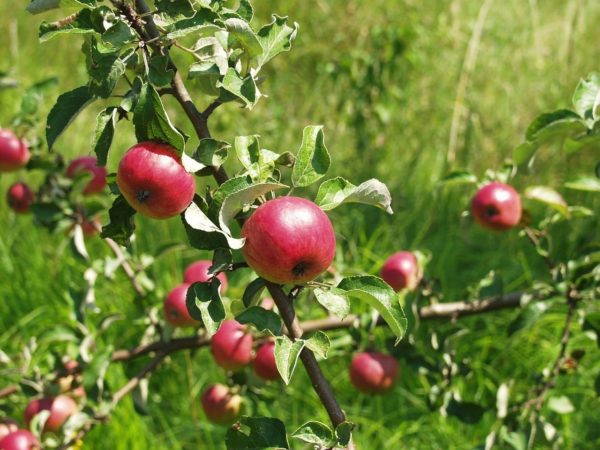 Appelboom