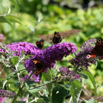 Butterfly bush