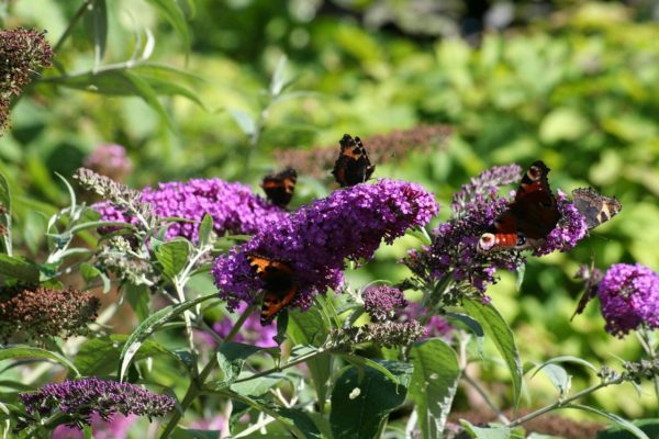 Butterfly bush