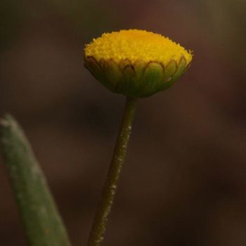 Cotula / Goudknopje